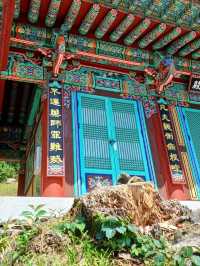 숲속 속삭임💚 장춘사