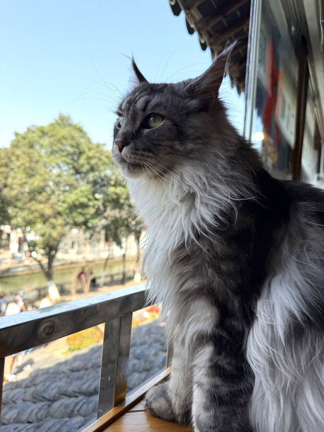 蘇州｜平江路「貓十二」貓咖天堂❤️