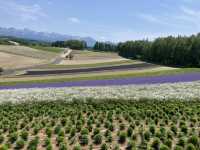 富良野：遇見最美的清池與花海