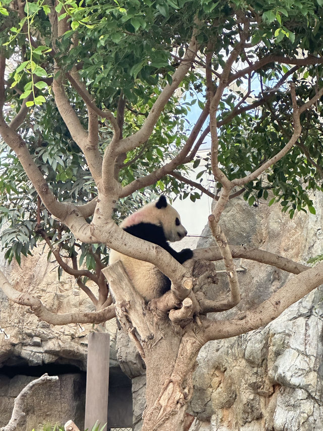 看熊貓不一定要到四川 來香港海洋公園！