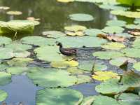 【中国・昆明 翠湖公園】緑と水に癒される昆明の「翠湖公園」