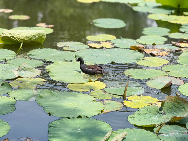 【中国・昆明 翠湖公園】緑と水に癒される昆明の「翠湖公園」