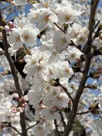 歴史と自然が調和する城下の憩い🌸 富山城址公園で静かなひととき
