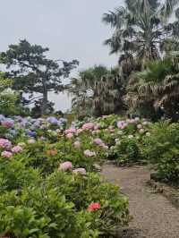 Hydrangeas Spot at the Eastern Part of Jeju