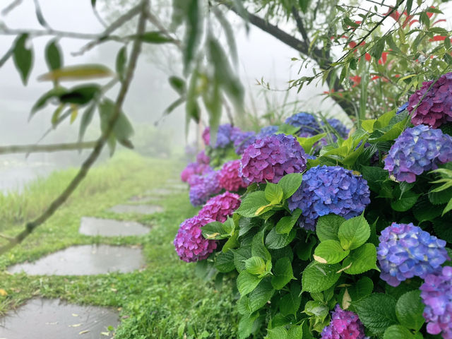 🌫️ 안개낀 날 수국 명소 