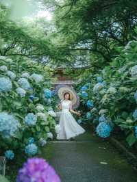 【大阪】紫陽花スポット！期間限定の紫陽花の池✨