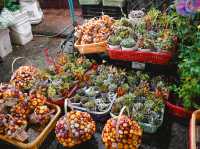 เดินเที่ยว Night Market Dalat 