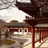 🕊️ Byōdō-in Summer Survival Guide