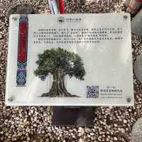 🌴 The Silent Witness: Hulishan’s Ancient Banyan Tree Whispers War & Peace!