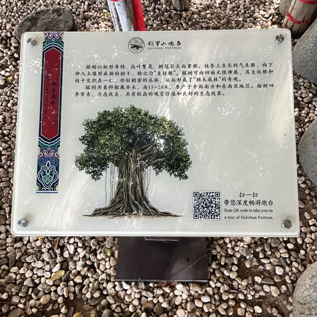 🌴 The Silent Witness: Hulishan’s Ancient Banyan Tree Whispers War & Peace!