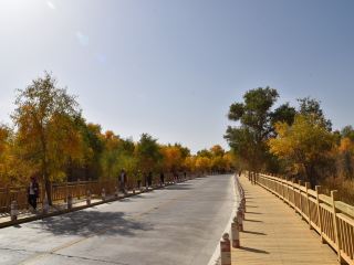 新疆-塔里木胡楊林公園（休閒農場）