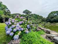 東京 | 清澄庭園賞花，以名石奇岩著稱的日式庭園