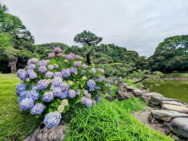 東京 | 清澄庭園賞花，以名石奇岩著稱的日式庭園