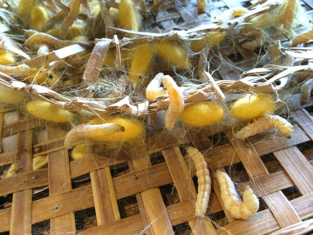 🧵 Enchanting & Insightful Visit to Thai Silk Village, Chiang Mai