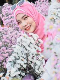 ไร่คุณอารียา (Ariya Flower Farm)