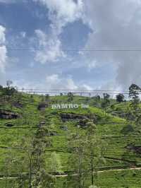 🫖🌸 Half-Day in Nuwara Eliya: Tea Hills & the Pink Post Office