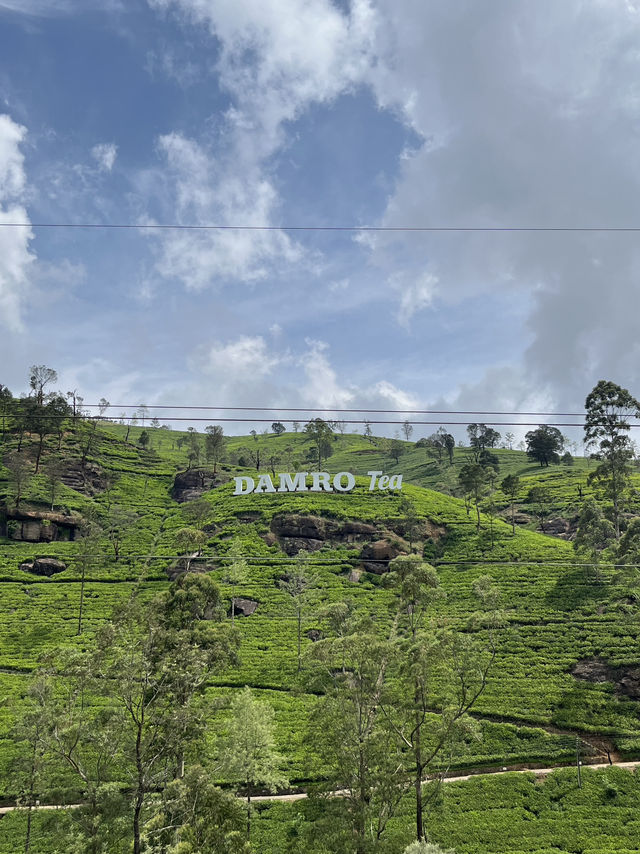 🫖🌸 Half-Day in Nuwara Eliya: Tea Hills & the Pink Post Office