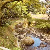 🌿 Solo Escape: Nakai-machi – Kanagawa’s Hidden Mountain Gem
