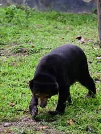KL Wild Side: Leap Into Zoo Negara’s Jungle Adventure 