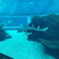 Dining Under the Sea: Koral’s Magical Culinary Dive 🇮🇩