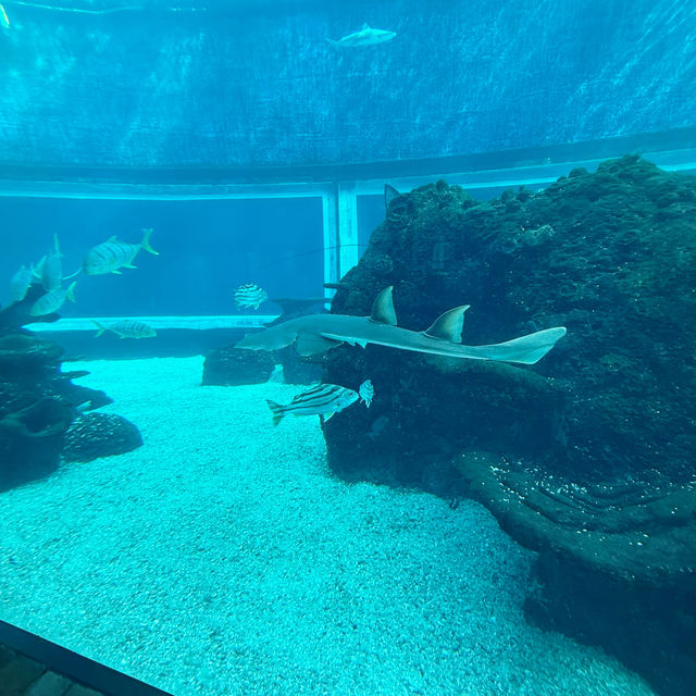 Dining Under the Sea: Koral’s Magical Culinary Dive 🇮🇩