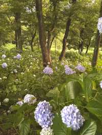 【群馬】紫陽花とホタルが鑑賞できる公園
