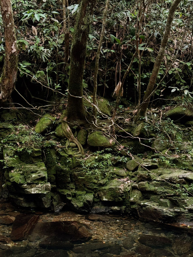 Hiking in Bạch Mã — Waterfalls, Jungle & Quiet Moments ⛰️🌧️
