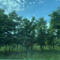 Trees