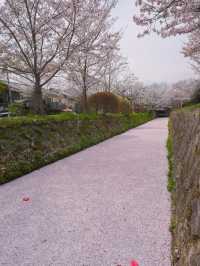 【哲学の道】静けさの中に思索が宿る🌸四季と心を歩く散策路