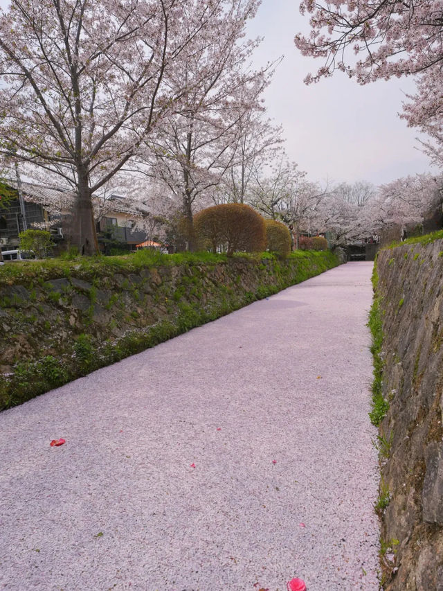 【哲学の道】静けさの中に思索が宿る🌸四季と心を歩く散策路