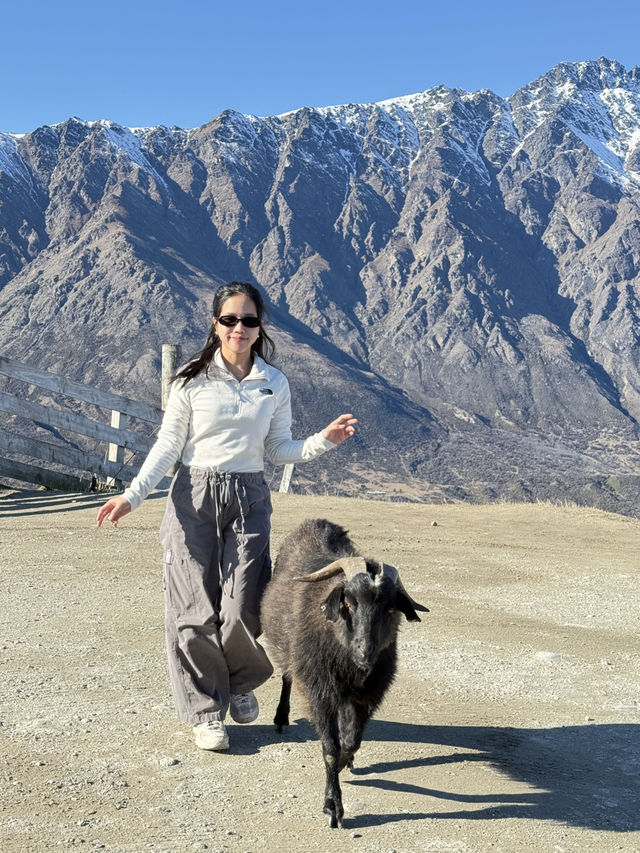 🦌 Deer Heights Park – Queenstown, New Zealand