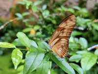 A Magical Day at Entopia, Penang 