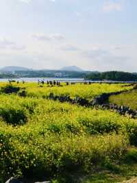 A Golden Tapestry Under Jeju's Sky