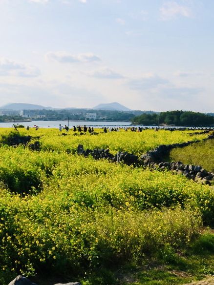 A Golden Tapestry Under Jeju's Sky