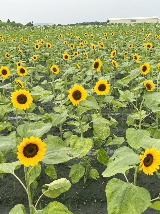 台灣台中中社觀光花市-向日葵🌻花海 台灣台中中社觀光花市-向日葵🌻花海