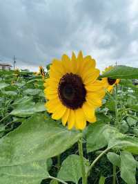 台灣台中中社觀光花市-向日葵🌻花海