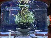 หลบร้อนจาก fun park มา Aquarium @ Vinwonder