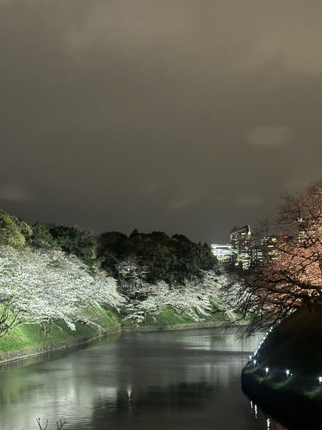 東京櫻花🌸 東京櫻花🌸