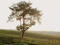 ไร่ชาฉุยฟง** คือสวรรค์ของคนรักธรรมชาติและชาเขียว 