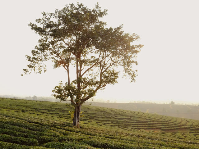 ไร่ชาฉุยฟง** คือสวรรค์ของคนรักธรรมชาติและชาเขียว 