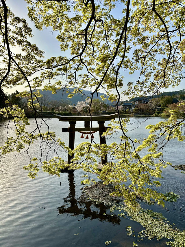  The Majestic Cedar by Kinrin Lake Shrine – A Timeless Guardian 