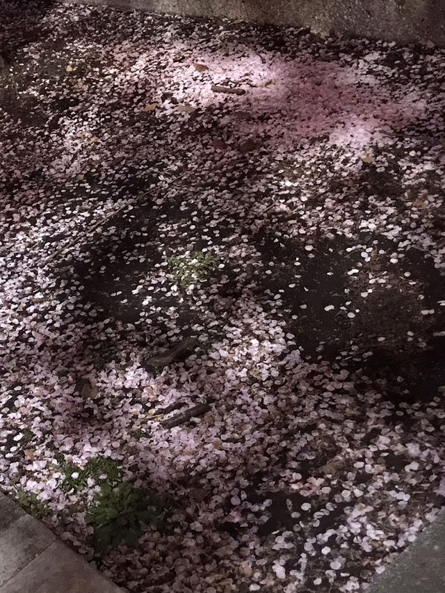 🌷 春の横浜公園 チューリップイベント 2026年予報