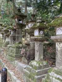 一日散策-奈良公園
