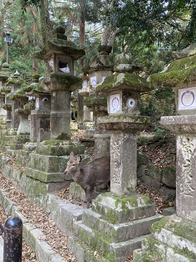 一日散策-奈良公園