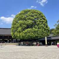 探索東京綠意：明治神宮一日遊 🌿⛩️ 