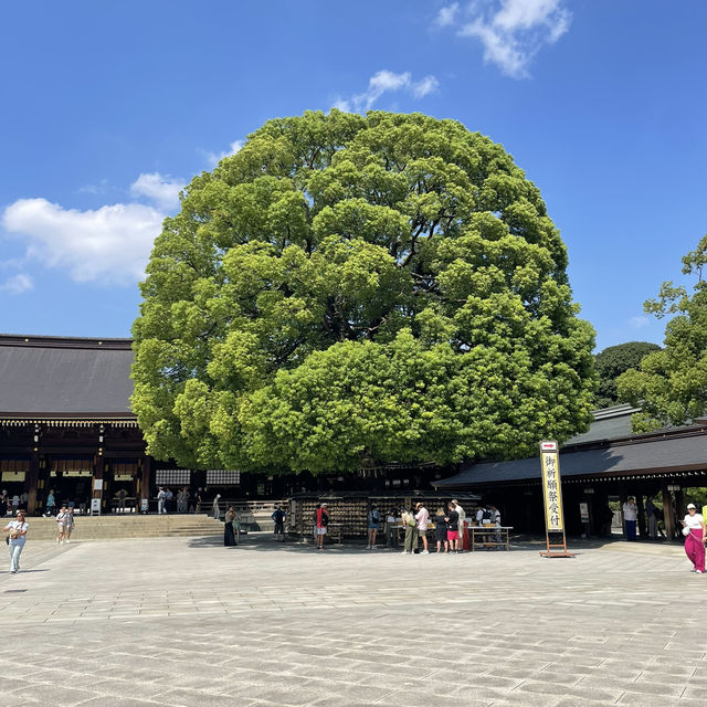 探索東京綠意：明治神宮一日遊 🌿⛩️ 