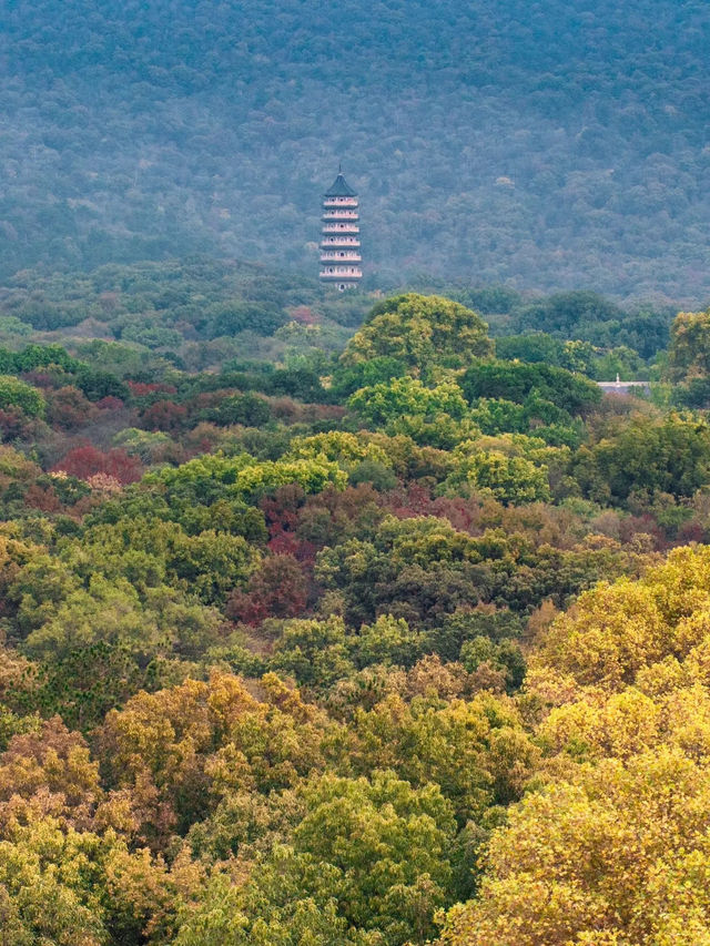 【中山公園｜南京綠意與歷史寫給城市的長信】