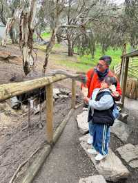 澳洲阿得雷德、墨爾本+新加坡親子遊