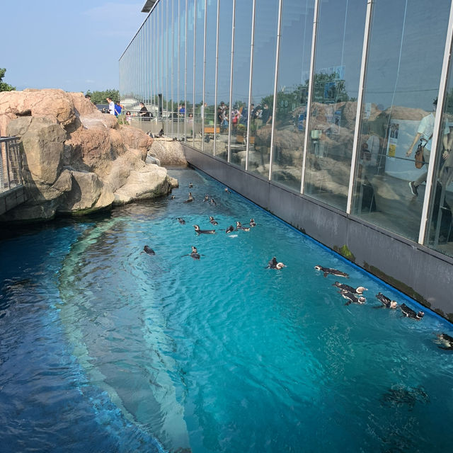 長岡花火の翌日に寄り道！癒しのうみがたり水族館❤️