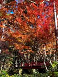 Hakone Autumn Season Guide 🍁🏞️ 